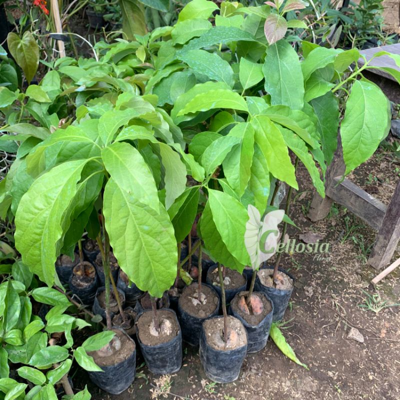 Bibit Tanaman Buah Alpukat Mentega Genjah (Grafting, Cepat Berbuah)