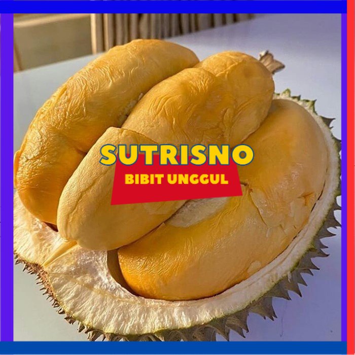 Bibit durian duri hitam kaki 3 - durian ochee