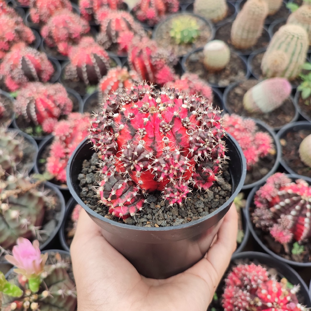 Gymnocalycium Black Pink | DP 10 Cm | Kaktus