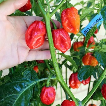 5 Biji Benih Cabe Habanero Merah Super Pedas Unggul Benih Sayuran Cabai Red Habanero Pepper Tanaman Sayur Hias Gendot Dieng