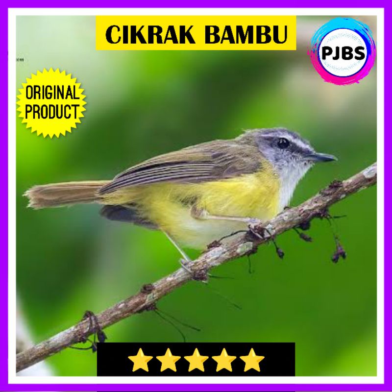 BURUNG CIKRAK BAMBU bahan masteran bukan ciblek