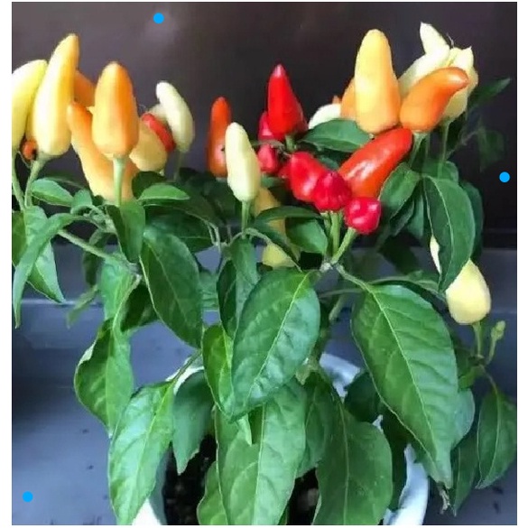 Paket Murah 10 Pohon Cabe rawit Setan / Pohon Cabe Setan Pedas / Pohon cabe rawit hijau sudah berbua