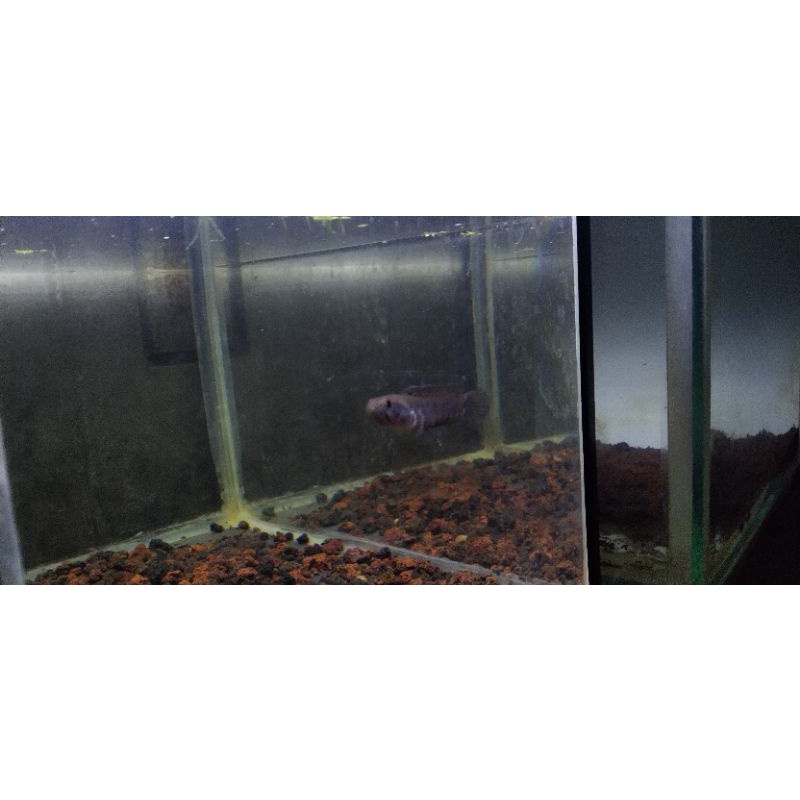 channa blue pulchra baby