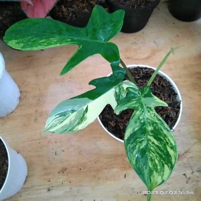 Flobe Murce, Florida Beauty Variegata