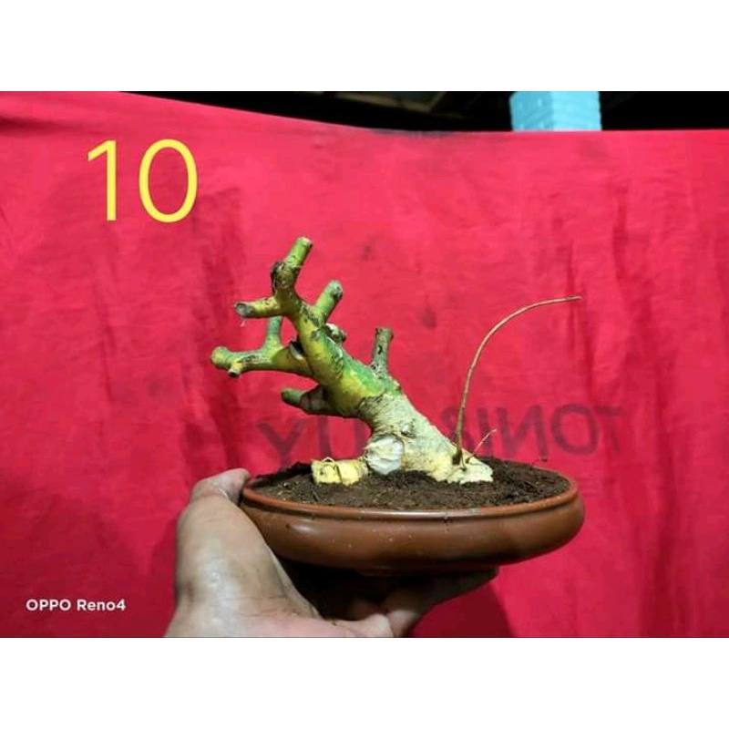 dongkelan bonsai serut gruping smal 12k