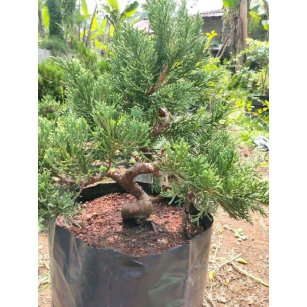 tanaman bonsai cemara sinensis program extrime (batang besar) cakri kembang - TitipBibit