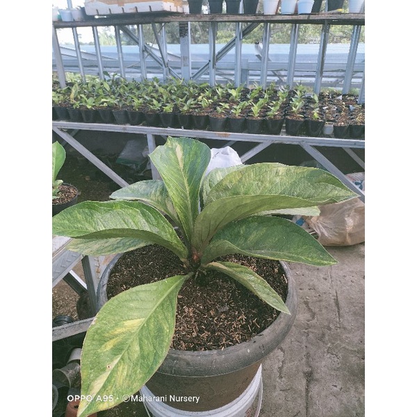 induk jemani tanduk varigata