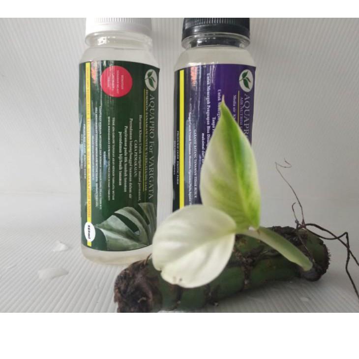 ➱ HORMON VARIEGATA Aquapro (paket) TANAMAN HIAS MONSTERA ➶