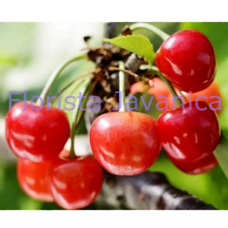 Tanaman Buah Ceri Jepang / Japanese Cherry (Sudah Berbuah) - TitipBibit