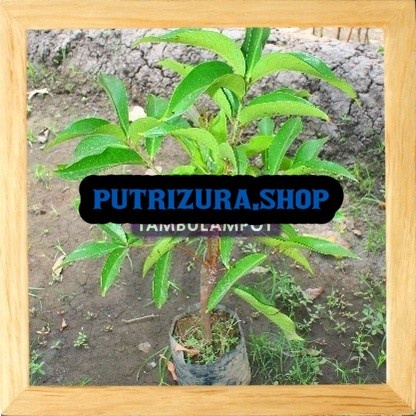 Bibit Tanaman Buah Jambu Bol Jamaika Okulasi Stek Cangkok Unggul oke CCC