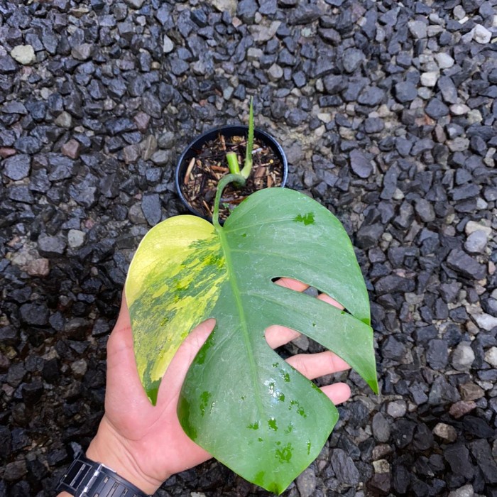 tanaman hias monstera / monstera marmorata / monstera varigata aurea
