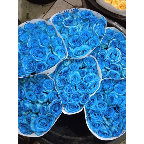 bunga mawar biru 20 tangkai Rose blue bunga potong