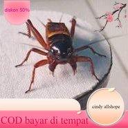 Jangkrik Kalung Aduan/ Jangkrik Genggong/ Jangkrik Alam