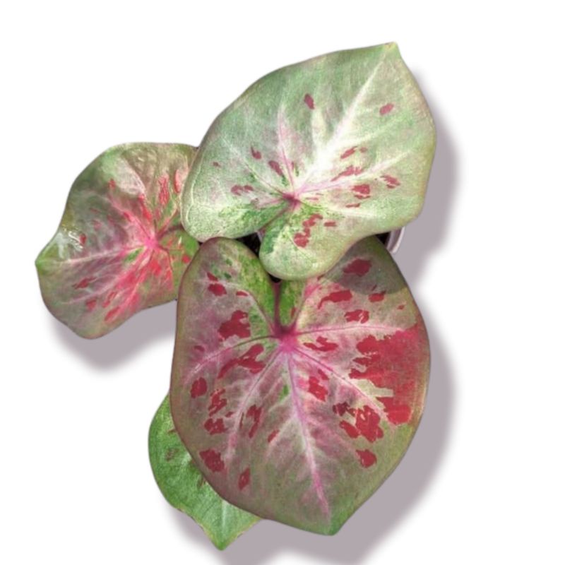 Keladi Hias H02 | Tanaman Hias Caladium  Keladi | H02 Anakan Cantik | keladi hias murah meriah (bisa