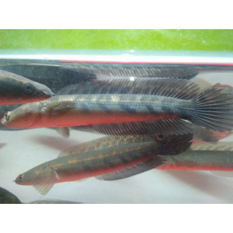 ys sortiran 14 - 16cm bar rapi bersih