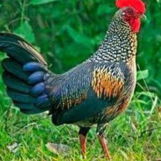 codex4X8j telur ayam hias hutan hijau