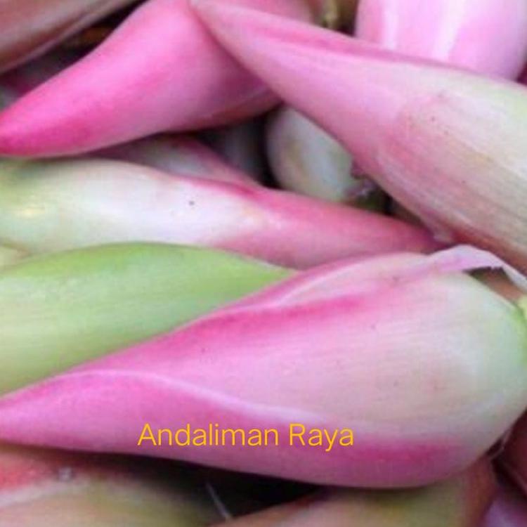 

Ready Stok kecombrang/kincung 250 gram
