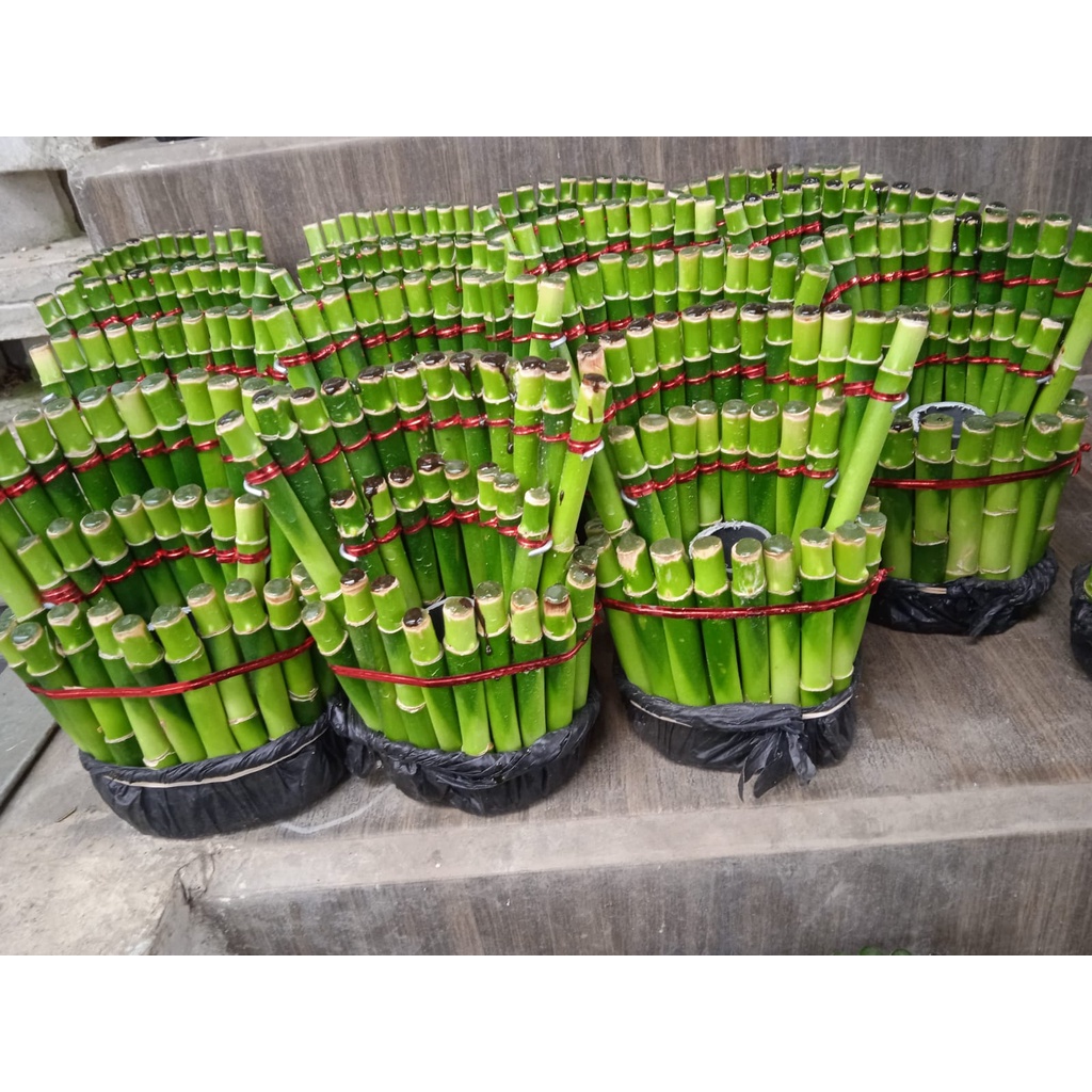 Tanaman Hias Bambu Hoki (dracaena sanderiana)- Bambu Hoki Pagoda