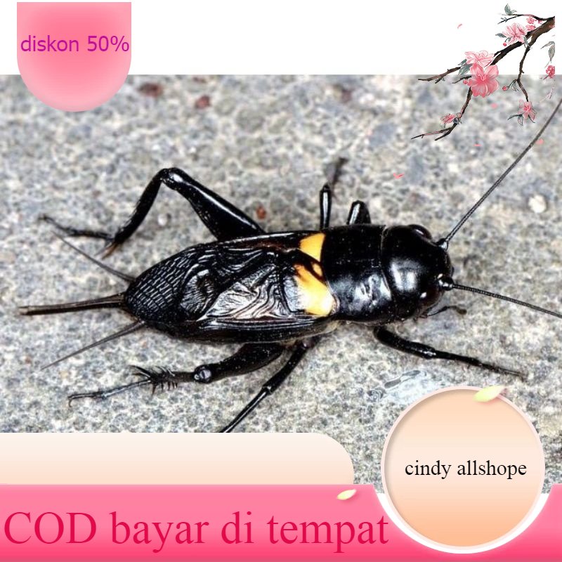 JANGKRIK_NGERIK~JANGKRIK_GENGGONG~JANGKRIK_ADUAN~JANGKRIK_JELITHENG