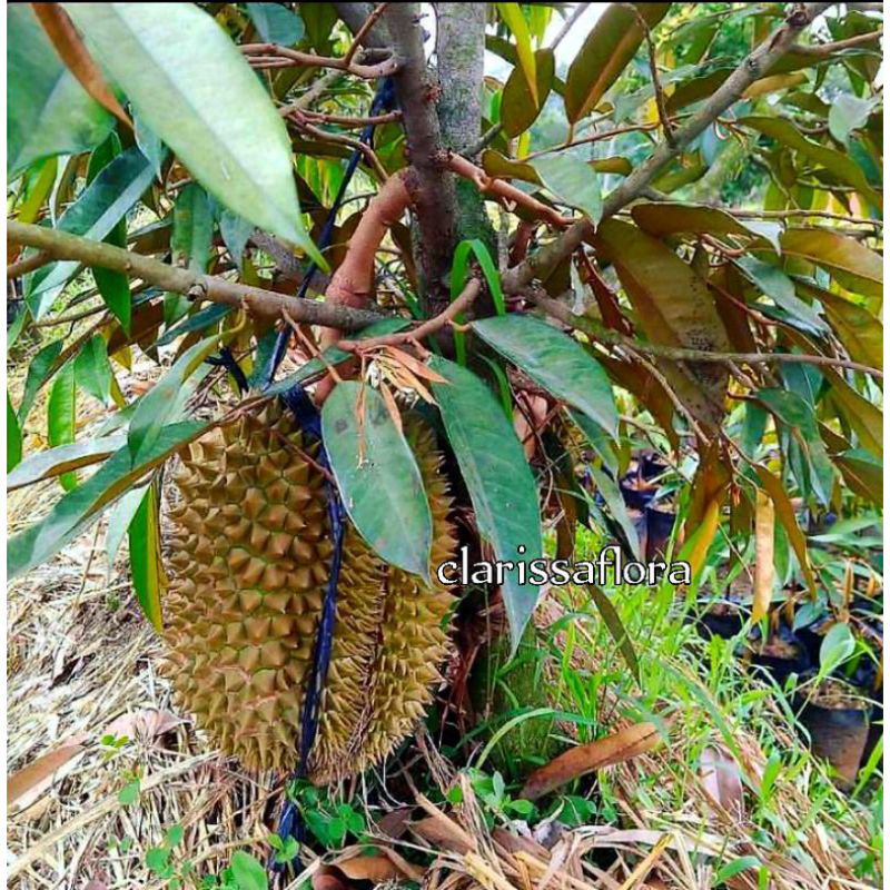 Promo pohon buah durian Montong - bisa berbuah didalam pot