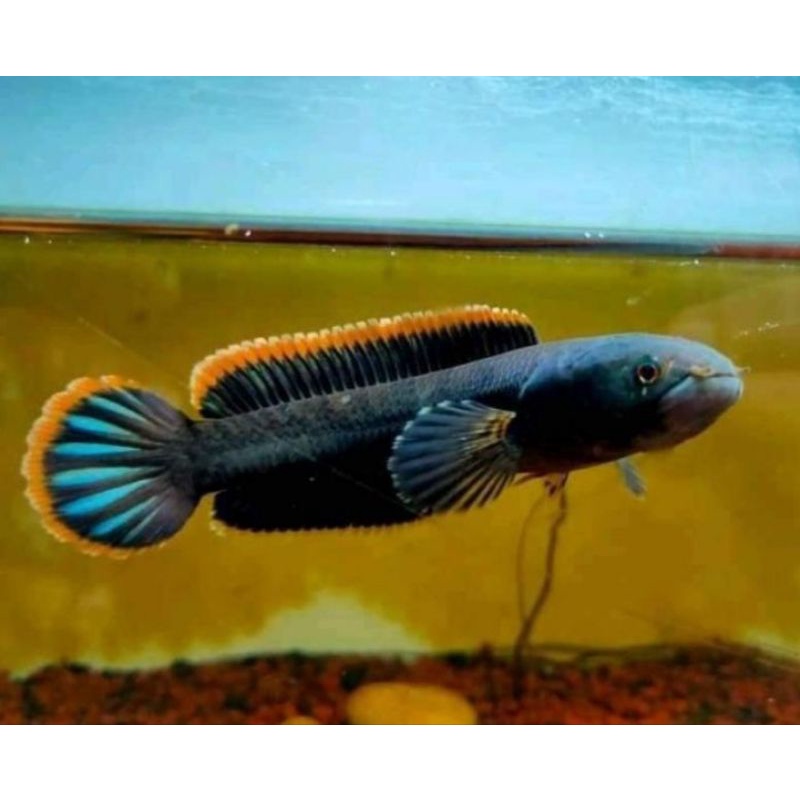 Limbata jumbo size 16-20 cm