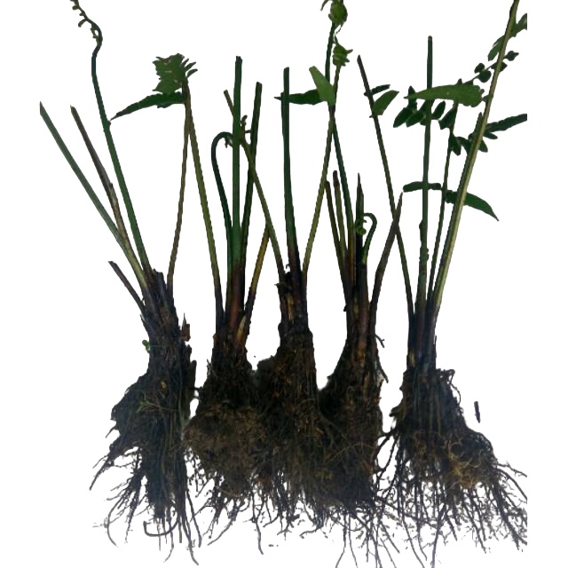 BIBIT PAKIS SAYUR | BIBIT PAKU SAYUR | TANAMAN PAKIS PUCUK PAKIS TANAMAN HIAS