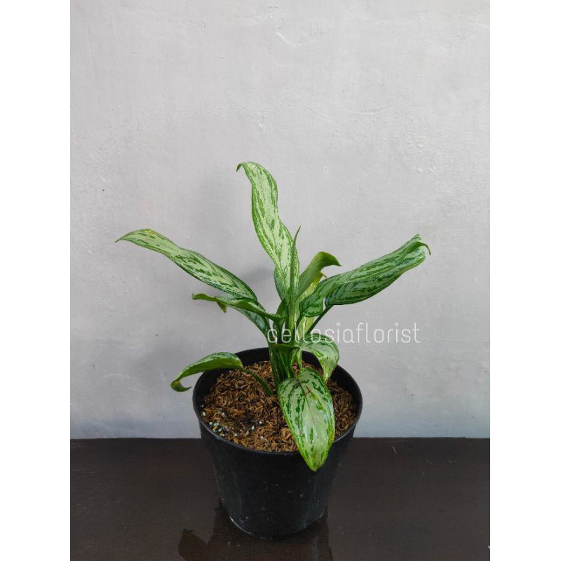 Tanaman Hias Aglaonema BJ Freeman Pohon Hidup - TitipBibit