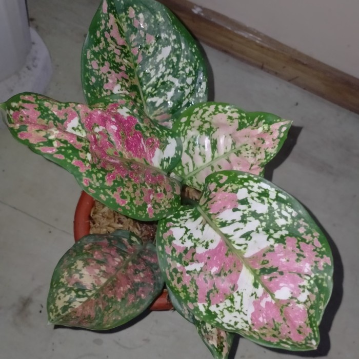 tanaman hias aglaonema three colour / aglonema tri color lokal