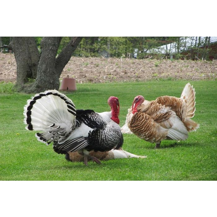 telur untuk di tetaskan asli ayam  KALKUN