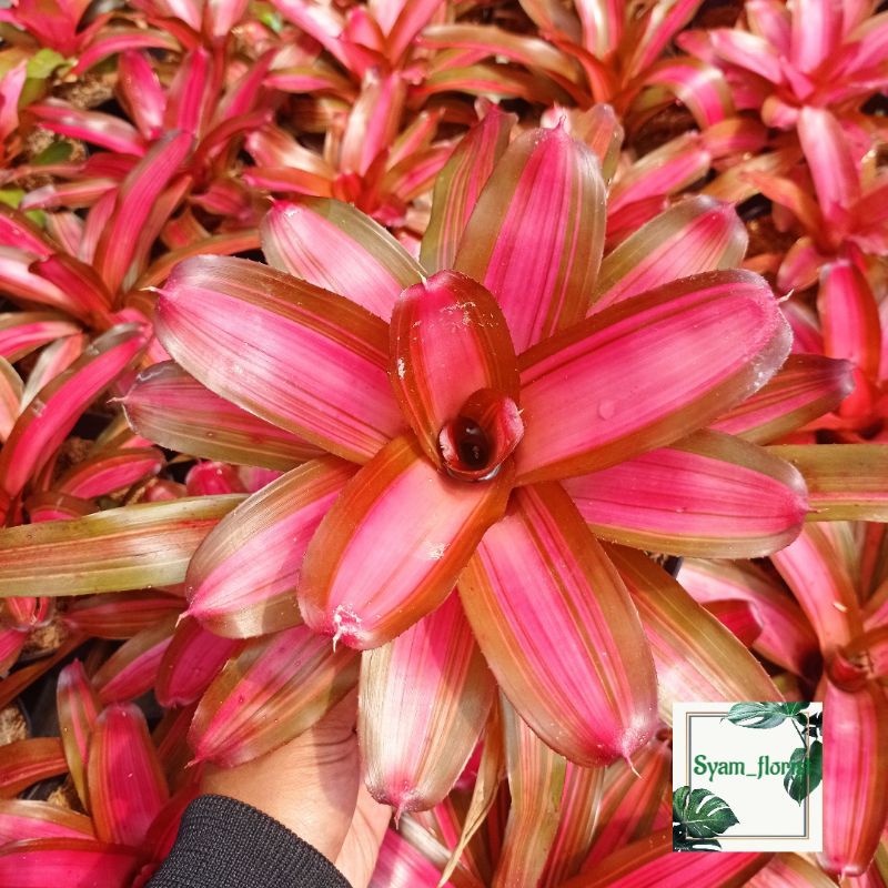 Tanaman Hias Bromelia Sweet pink imperfecta pohon hidup - TitipBibit