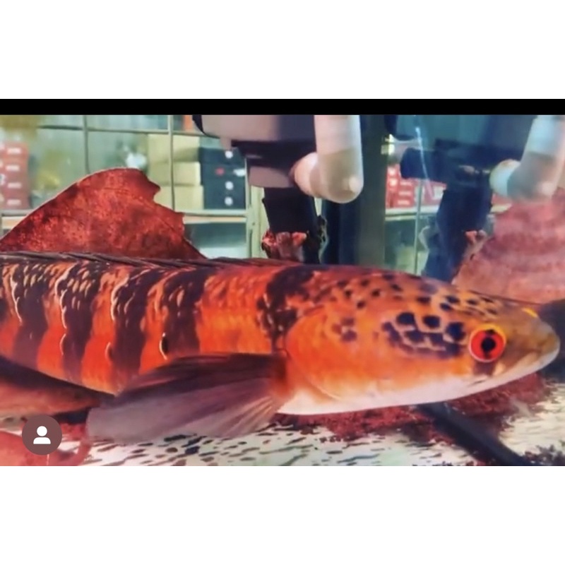 red barito original baby