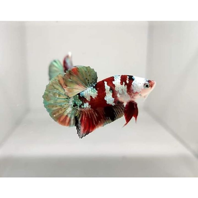 Cupang Red koi cooper Size Indukan