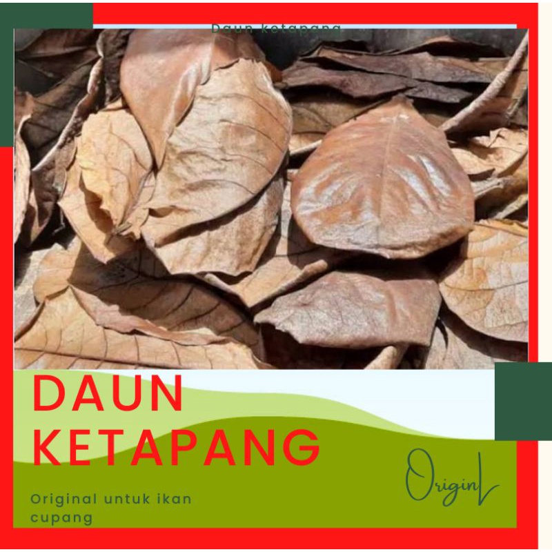 Daun Ketapang Ketapang daun Ketapang kering daun cupang daun Ketapang cupang Ketapang kering Ketapan