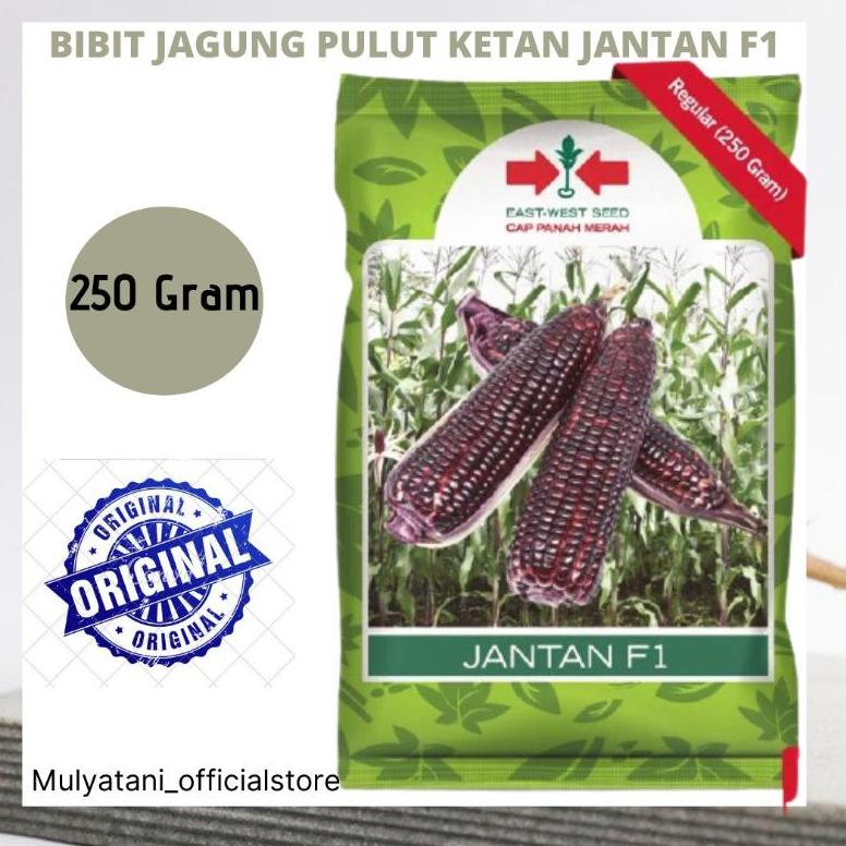 5.5 COD Bibit Benih Jagung Ketan Pulut Jantan F1 Ungu Ketan hitam Segar Cap Panah Merah Original