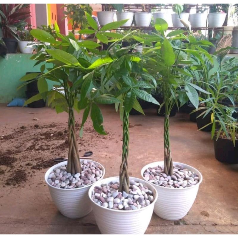 tanaman pachira aquatica money tree (penghias rumah) pacira  - TitipBibit