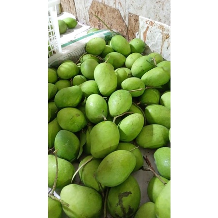 mangga muda 1 kg/ mangga rujak/ rujak/ buah mangga/buah segar