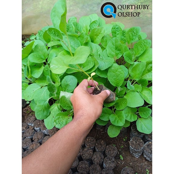 (10 POHON) BIBIT TERONG UNGU SIAP TANAM - BIBIT TERONG UNGU PANJANG SIAP TANAM - BIBIT TERONG UNGU S