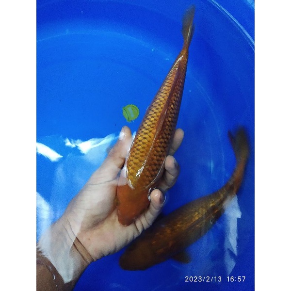 ikan koi jenis chagoi tembaga penjinak kolam size 30cm