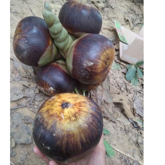 

Free Ongkir/ Buah Lontar / Siwalan utuh