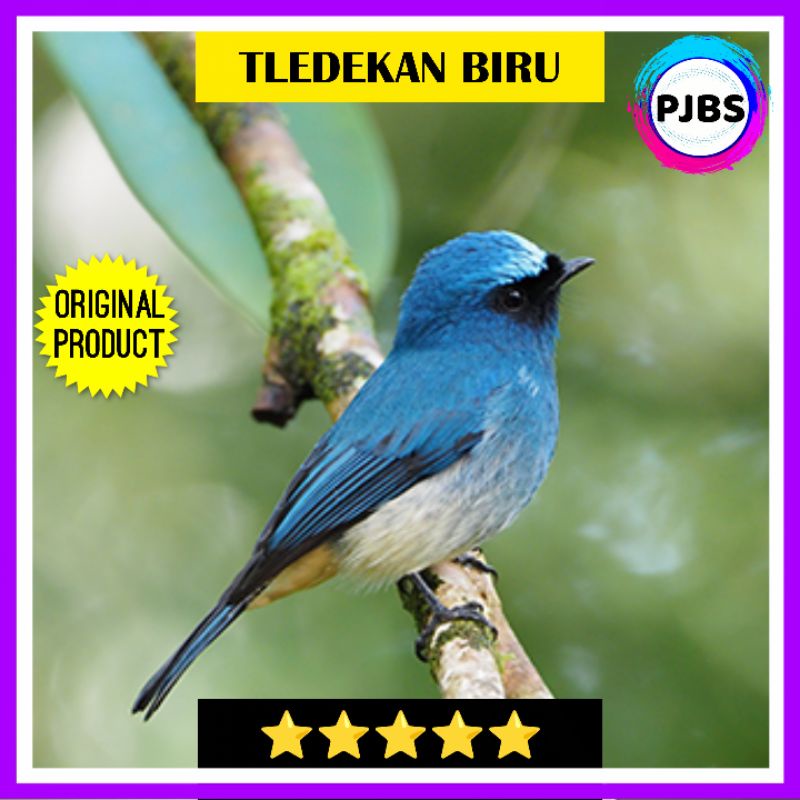 BURUNG TLEDEKAN BIRU JANTAN bukan gunung laut