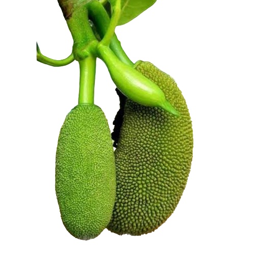 [Bisa COD] Buah Babal / Nangka Muda / Obat Diabetes Dan Diare 50gr Tongtolang nangka