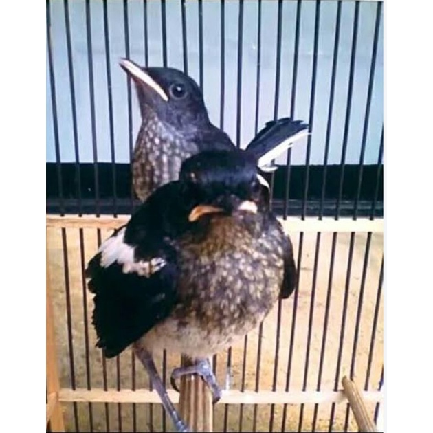 BURUNG KACER ANAKAN LOLOH JANTAN