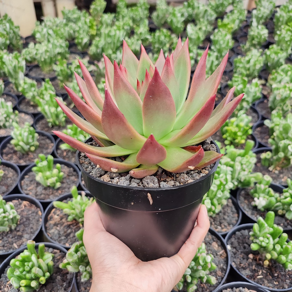 Echeveria Agavoides Lipstik | DP 15 Cm | Sukulen