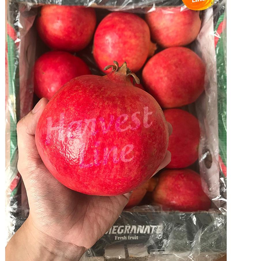 

✨TERBARU✨ BUAH DELIMA MERAH POMEGRANATE JUMBO IMPOR IMPORT [HARVEST LINE] 