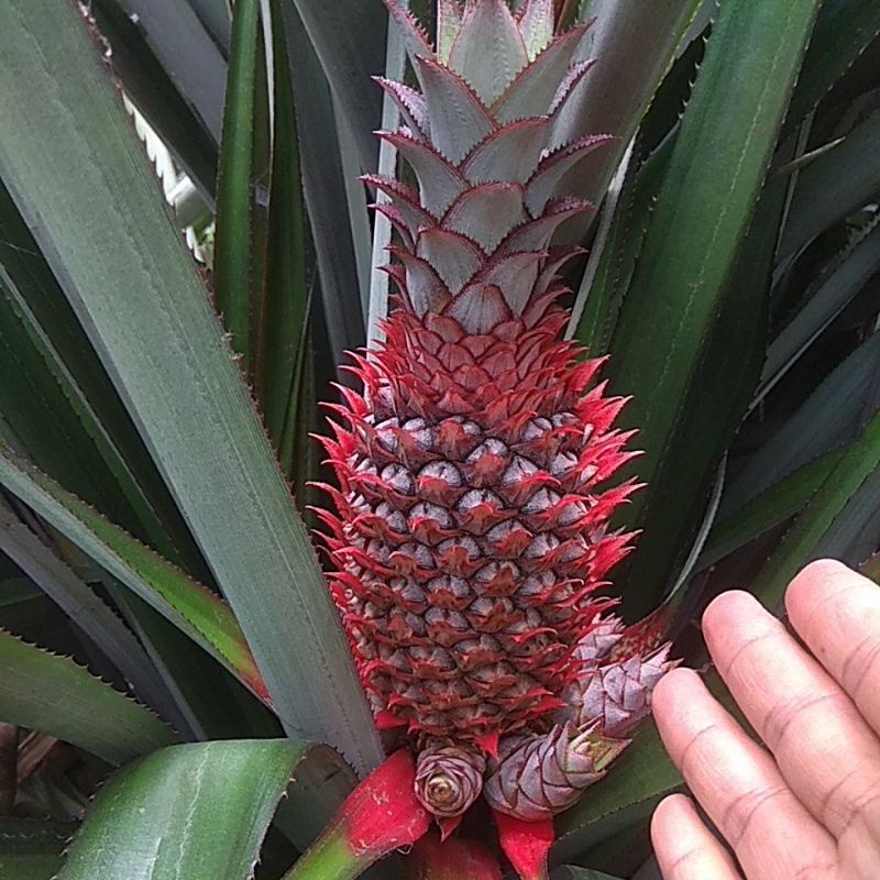 

Nanas muda masih merah || herbal alami || harga untuk 1 buah || 1 kg muat 2 buah