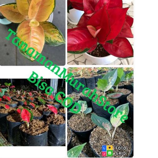 ○ PAKET MURAH 2!!! ANAKAN/BABY AGLONEMA SUKSOM & SULTAN BRUNEI ☜