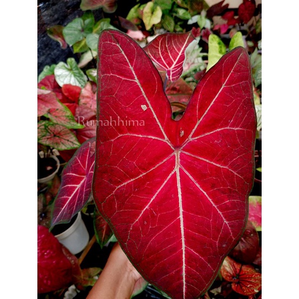 keladi/caladium hybrid H41 Srilampon, hybrid silangan h41 sri lampoon, Sri lampon, keladi merah tula