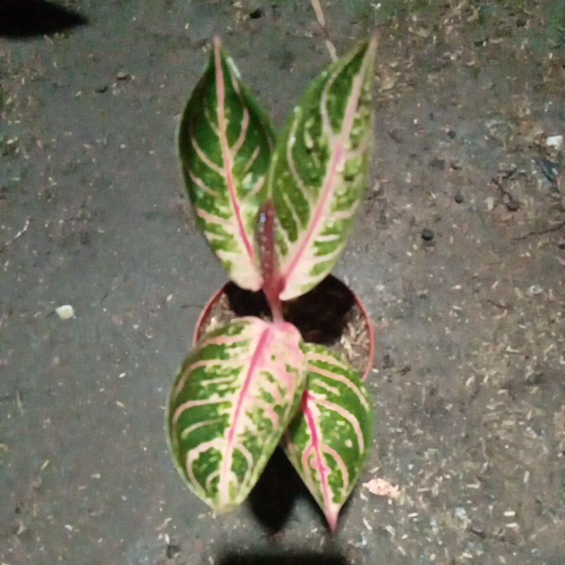 Aglonema Red Sumatra ,remaja cakep murah