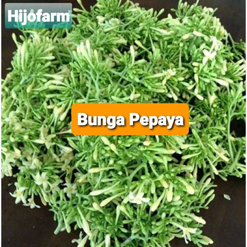 

Bunga Pepaya Segar 100 Gr