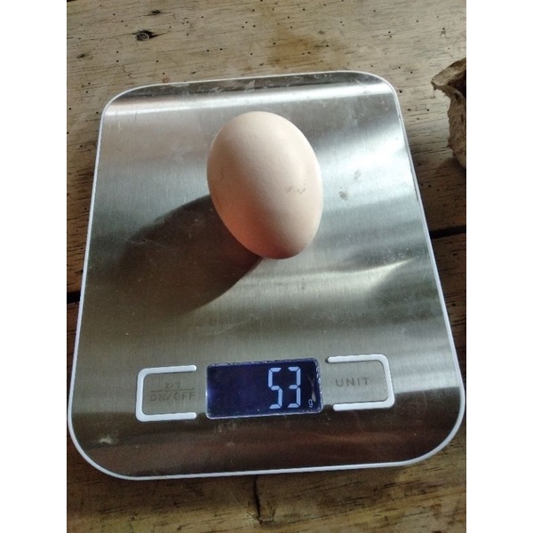 

Telur Ayam Yudistira ps